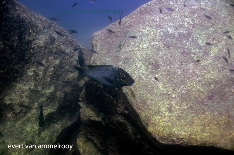 Petrochromis sp. 'texas blue' Mvuna Island